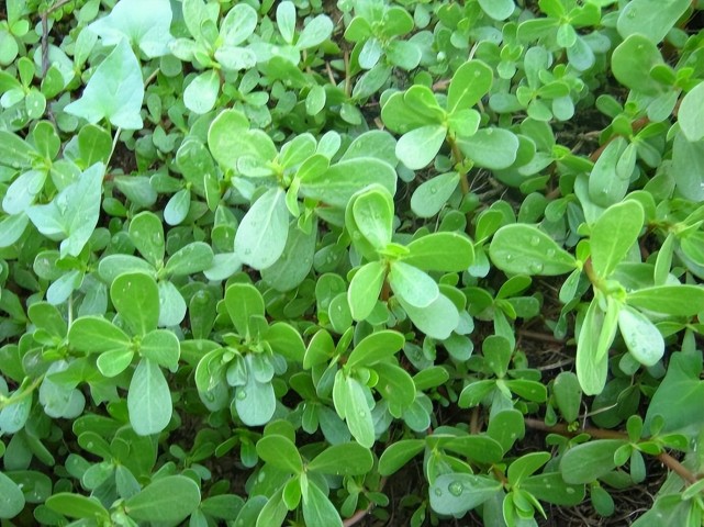 馬齒莧北方人稱作馬子菜,特別是地理春天的時候非常多,而且很多公路