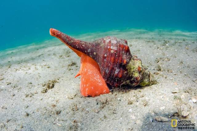 这种螺面临灭绝危险