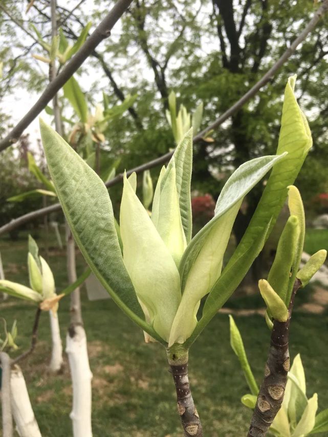 magnolia tripetala三瓣木兰