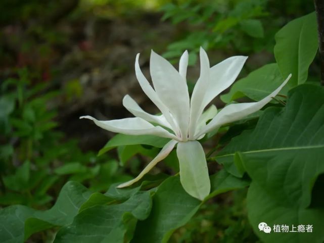 三瓣木兰也叫三叶木兰,但此处无论是"瓣"还是"叶",指的应该都是它最外