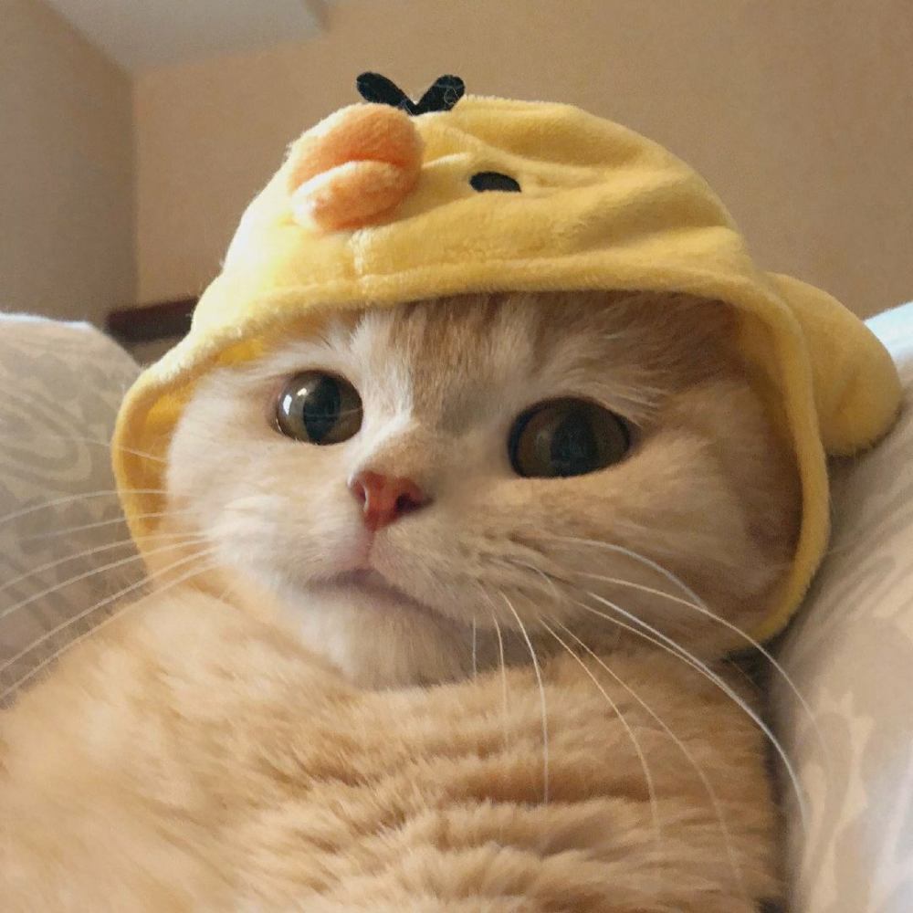 头像|萌萌猫猫的头像_腾讯新闻