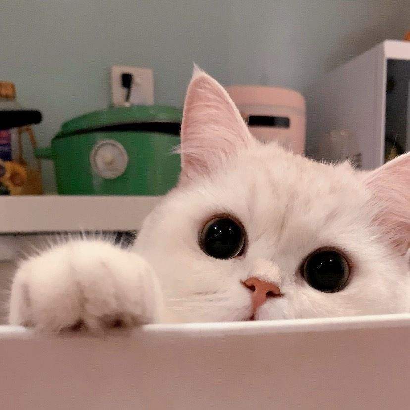 头像|萌萌猫猫的头像_腾讯新闻