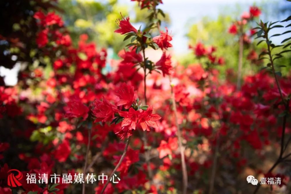 福清市市花图片