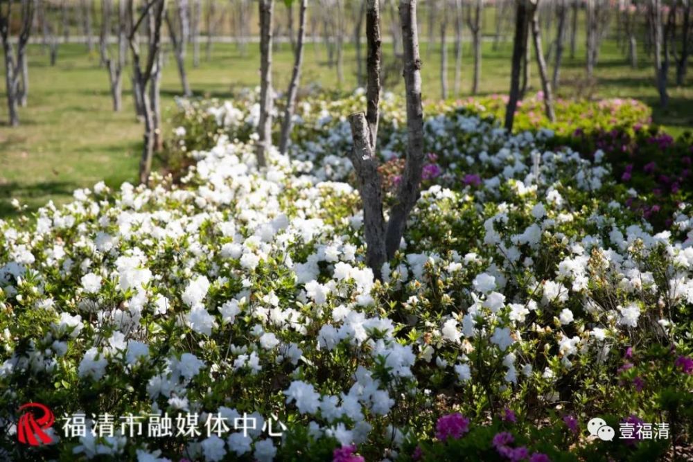 福清市市花图片