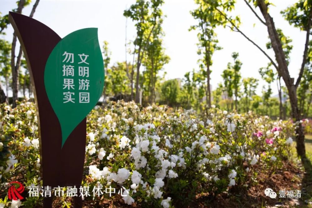 福清市市花图片