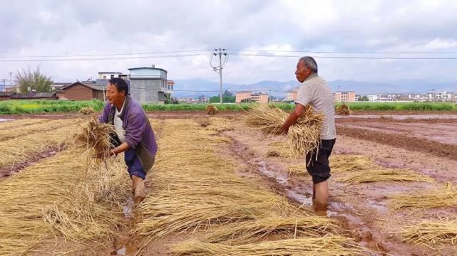 全力確保糧食安全,農民增收或組織村委會採用集資聘請專業團隊開展