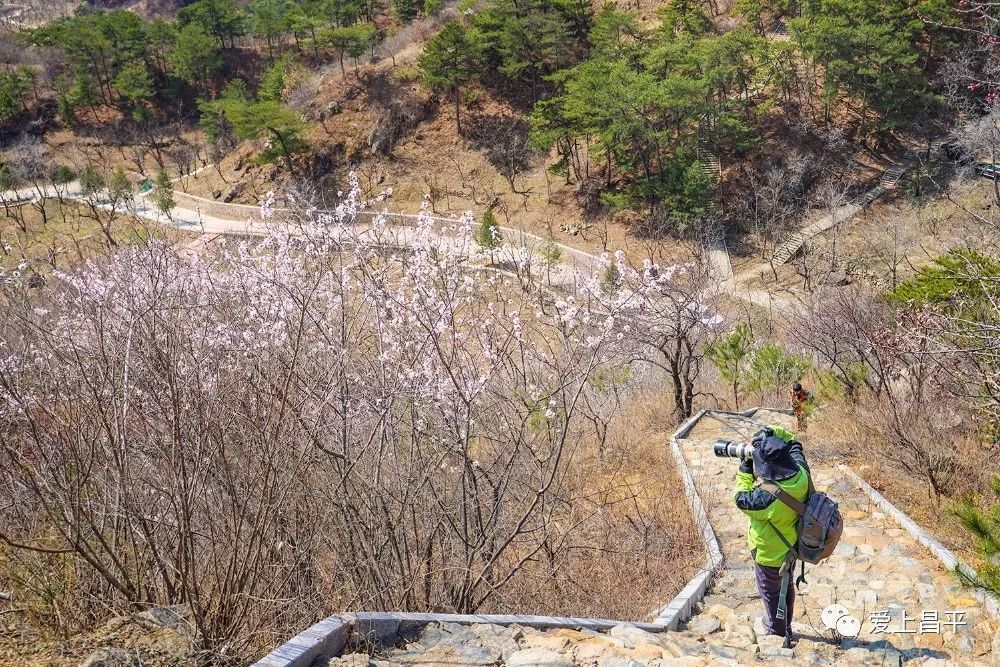 房山桃花谷图片