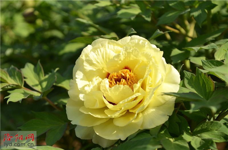 九大色系新品种牡丹盛放高清图