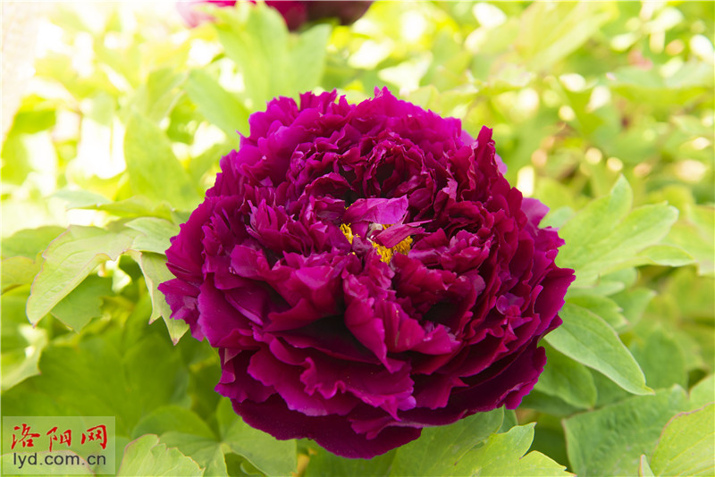 九大色系新品种牡丹盛放【高清图】_腾讯新闻