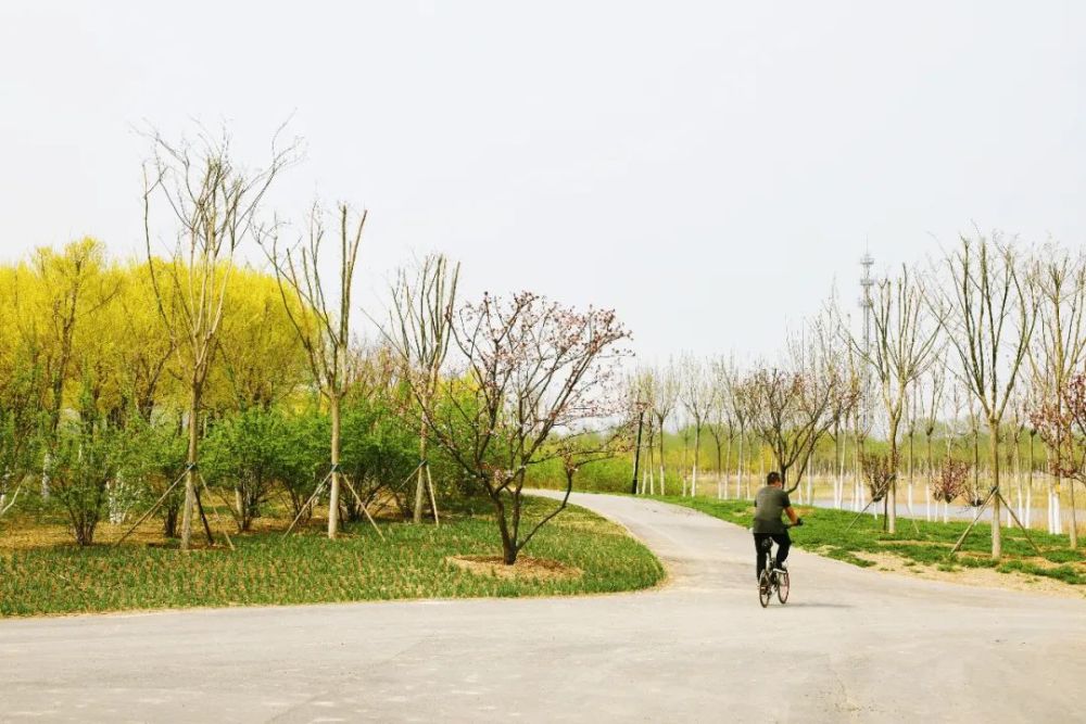 绿屏辛庄湾一湾春色引人来鸟语花香惹人醉