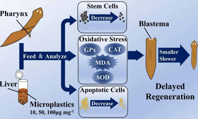 圖4 微塑料影響渦蟲生長與再生研究示意圖