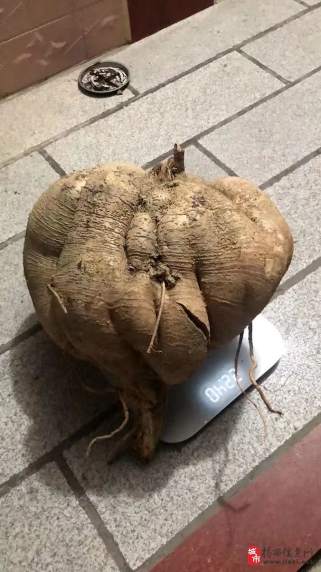 潮汕某地有人挖出超大葛薯,一年生葛薯王浮现江湖