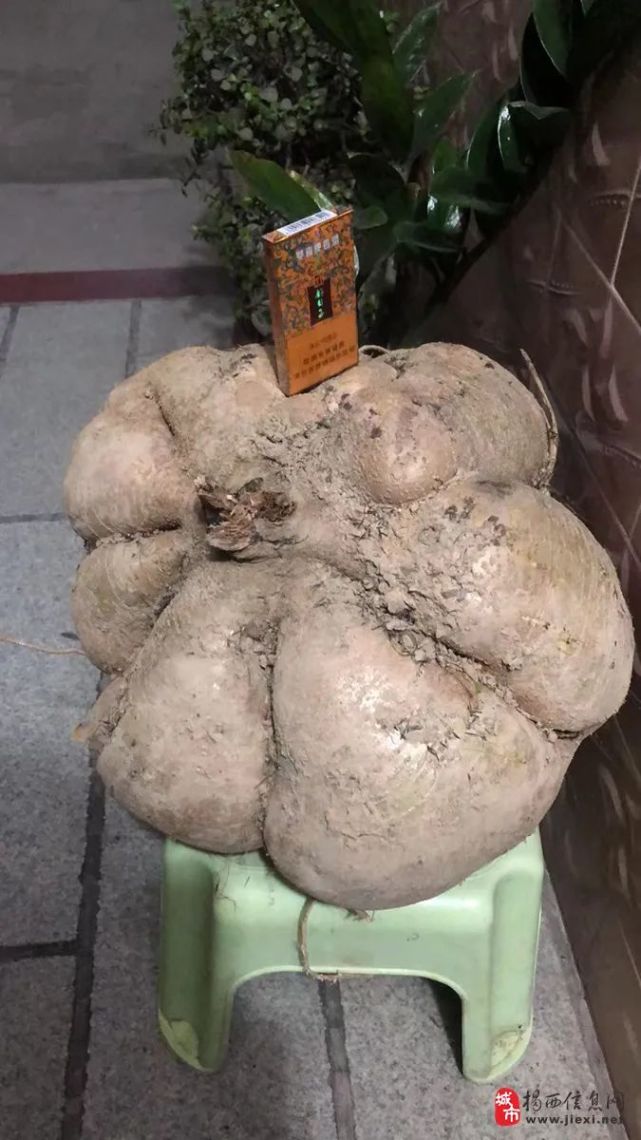 潮汕某地有人挖出超大葛薯,一年生葛薯王浮现江湖