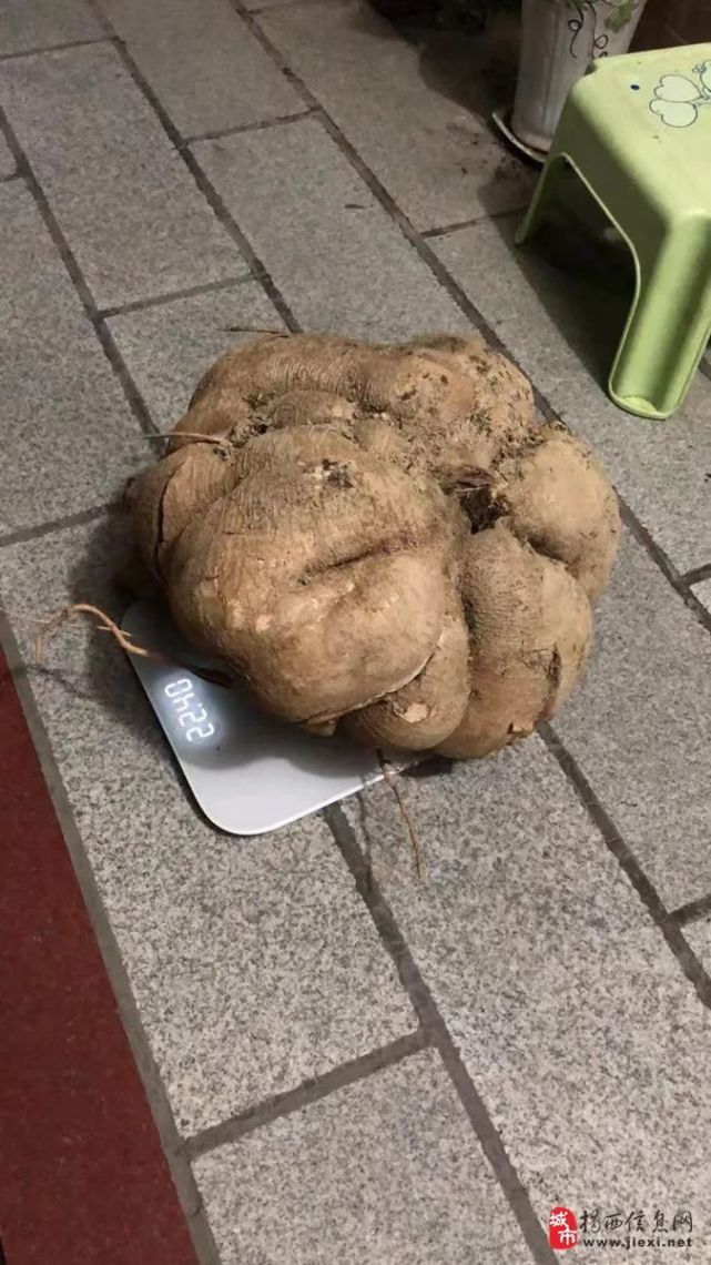 潮汕某地有人挖出超大葛薯,一年生葛薯王浮现江湖