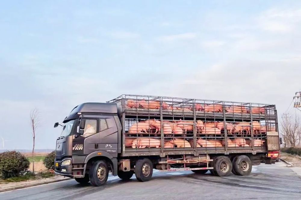 梳理沿途的最优路线,用地图标明途经省市的生猪运输和疫情防控政策