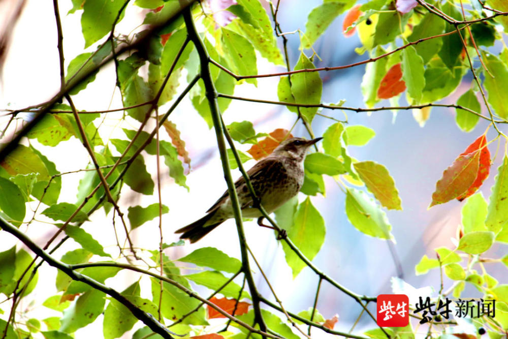 叽叽喳喳叫得欢一群斑鸫鸟小区嬉闹