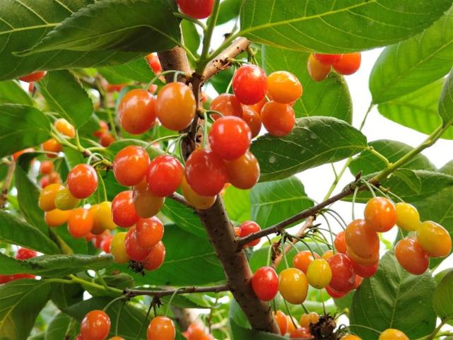 四川人的恩桃儿上线到旌阳区采摘正当时