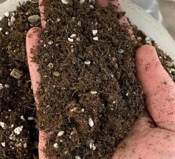 花土可以循环使用 换下来的土晒一晒 加点鸡粪 接着用 腾讯新闻