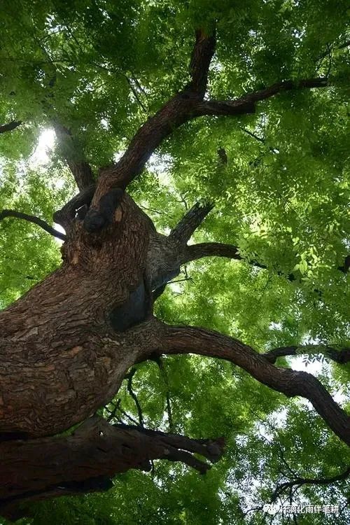 陕西延安崔胜杰原创老槐树