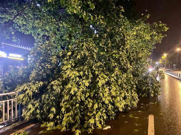 昨夜你被大风吹醒没