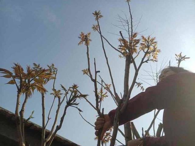 青未了我家香椿分外香