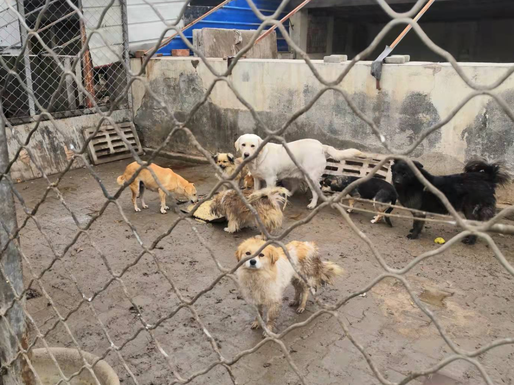 每年救助费用60万临河流浪狗寻找新主人