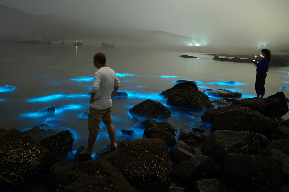 福建平潭蓝眼泪大爆发如梦似幻