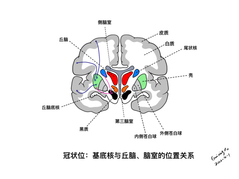 脑室的位置关系水平位:基底核与脑室,丘脑的位置关系基底节的立体示意