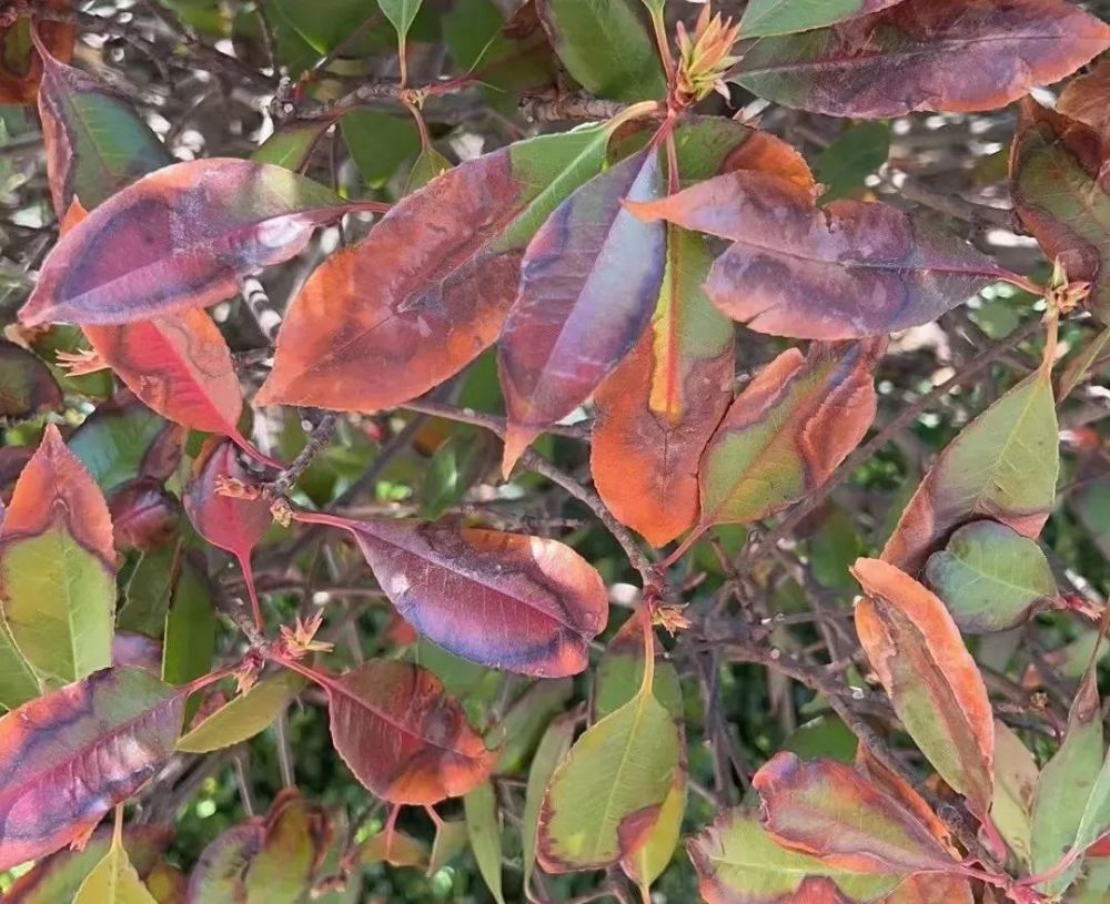 山東地區紅葉石楠常見病蟲害和日常養護核心要點紅葉石楠幹葉落葉原因