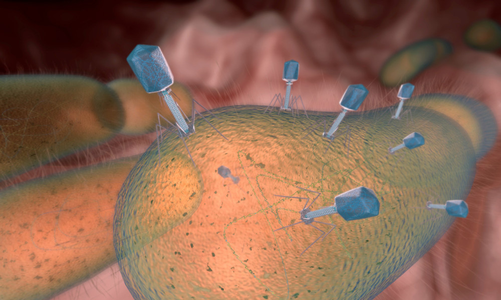 t2噬菌体实物图片