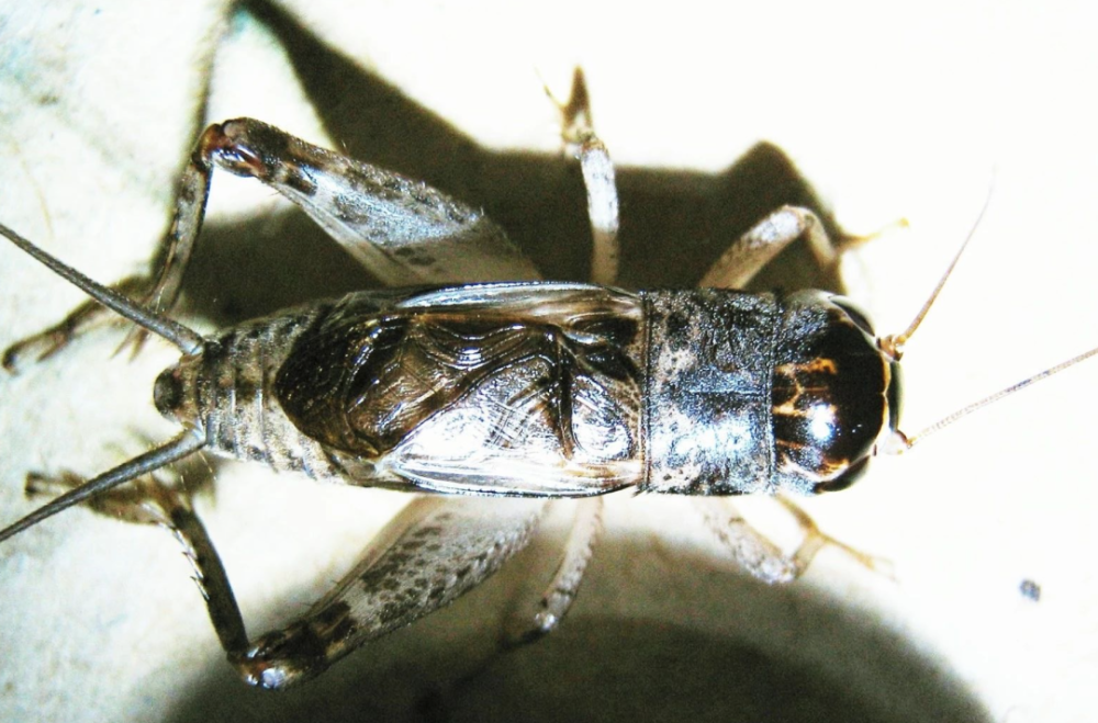 蟋蟀鉴赏:白牙淡紫_腾讯新闻