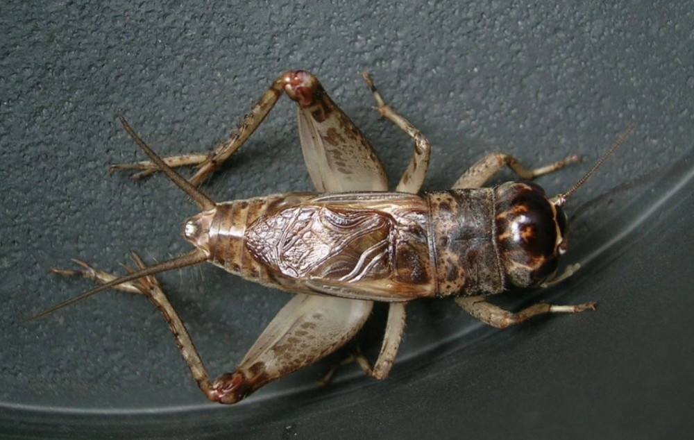 蟋蟀鉴赏:白牙淡紫_腾讯新闻