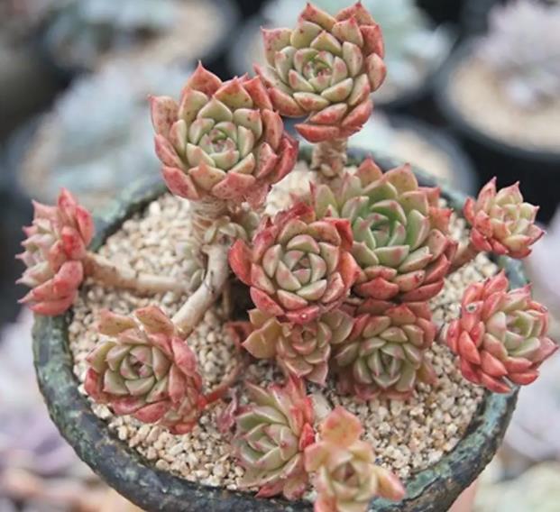 不会养多肉,试试奥利维亚,好养好看爱爆崽,长成群生"红包子"_腾讯新闻