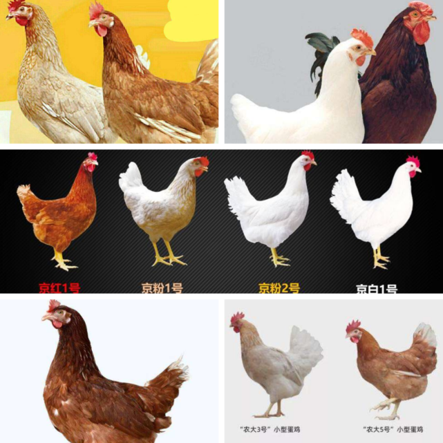 笼养蛋鸡哪个品种最好 笼养蛋鸡哪个品种最好吃
