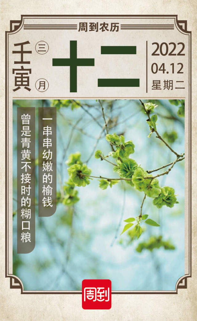 农历中国|三月十二·榆钱满枝