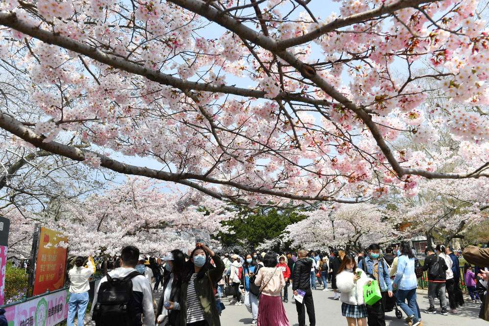 中山公园樱花盛开 扮靓人间四月天