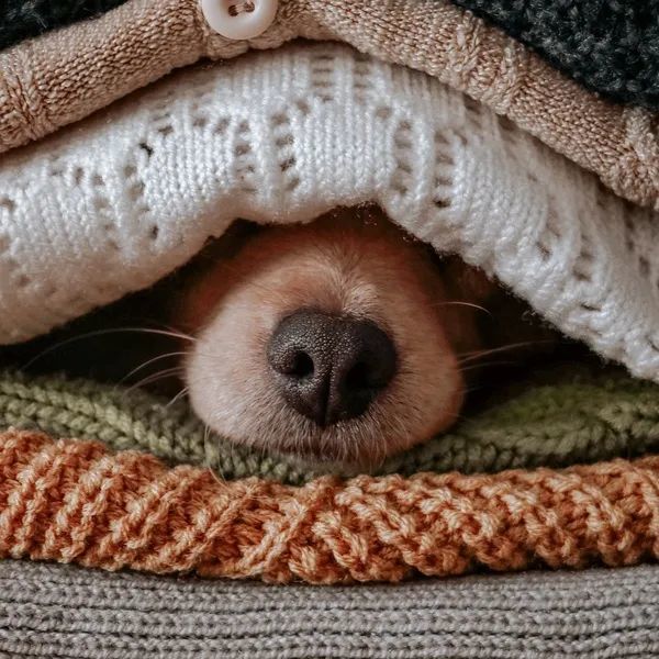 "头像"超可爱的一组动物头像,简直萌化了心_腾讯新闻