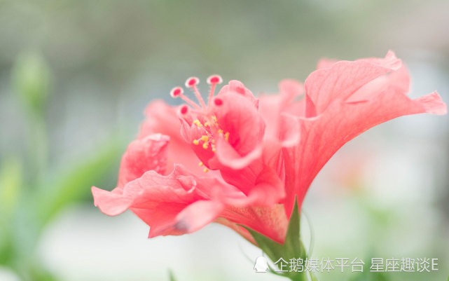4月13日 19日星座运势 谋定而动 脱颖而出的四大星座 射手座 双子座 运势 星座 星座运势 天秤座