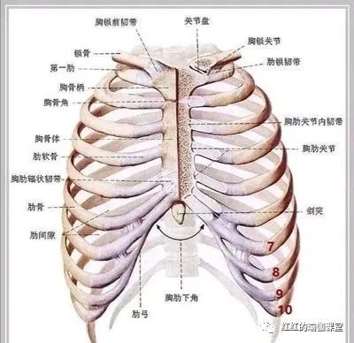 如何通过瑜伽改善肋骨外翻,拯救你的胸型?