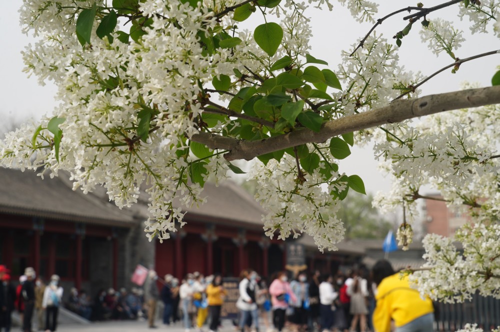 寻找消失的园林——记老北京曾经存在的园林盛景