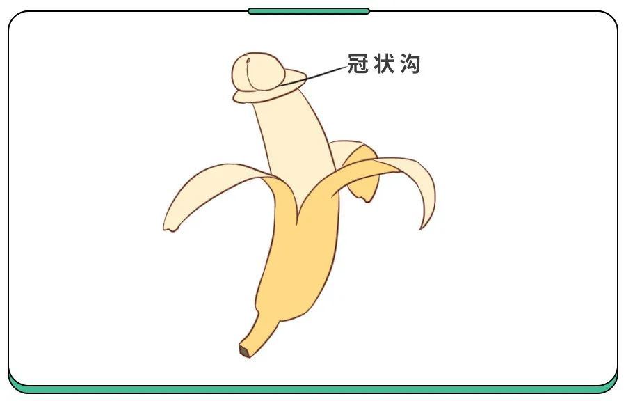 冠状沟,它的另一个名字可能更形象点:阴茎颈——头的下面就是颈.