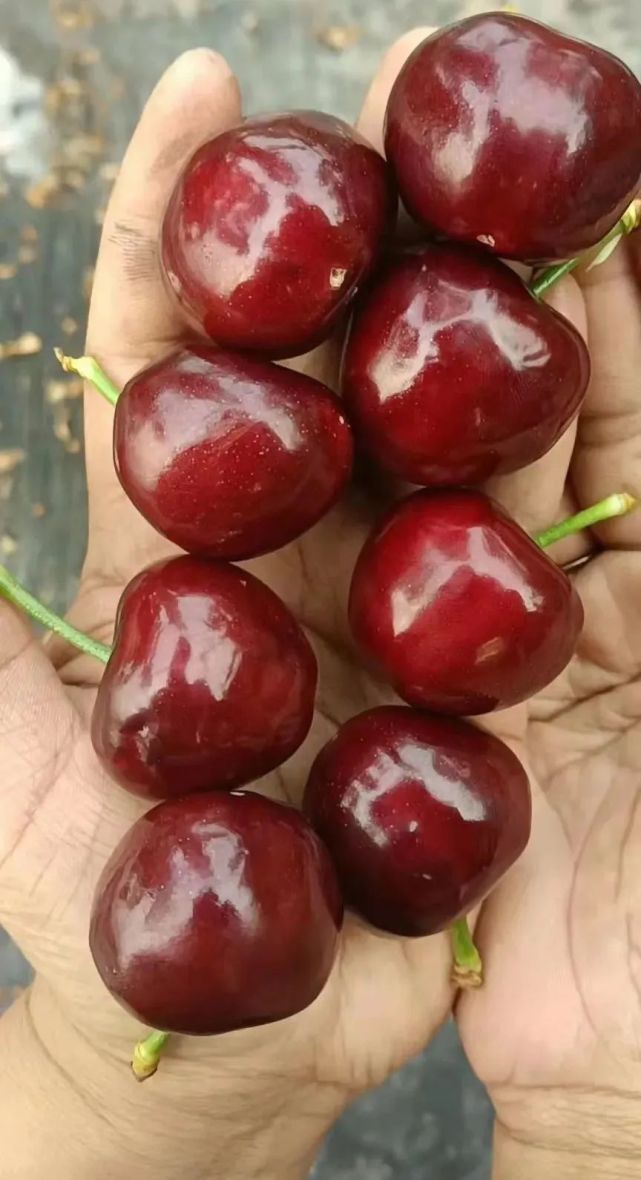 仅剩300斤,大连本地金州美早樱桃,市级金奖大樱桃,产地直销!