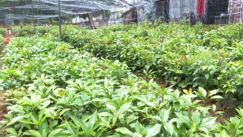 云浮罗定市泗纶镇推广矮化八角种植走出富民兴村新路径