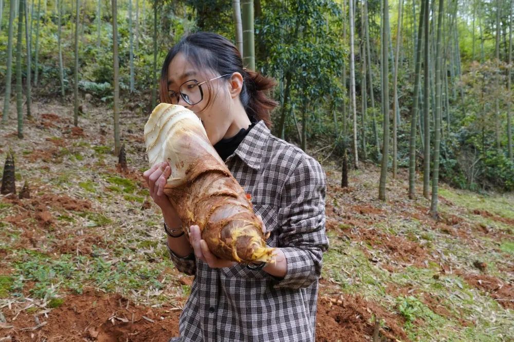 房道镇食笋才知春滋味白笋甜脆黄土鲜