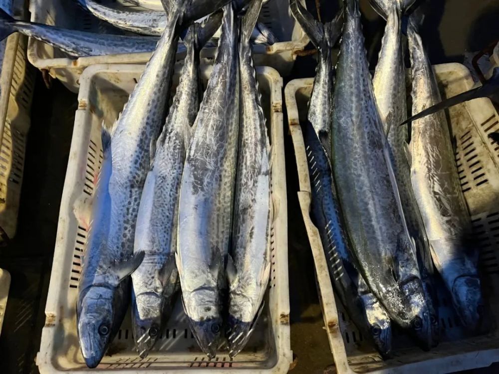 第一船青岛人心心念念的本地春鲅鱼上岸了