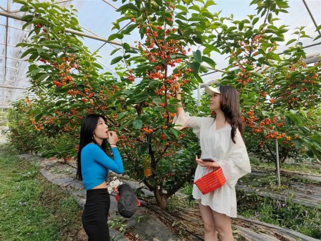 采摘正当时!旌阳的第一波樱桃熟了