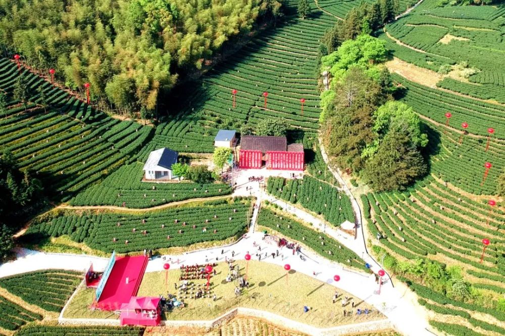 践行"三茶"理念 做强政和白茶|政和县成功举办第四届政和白茶云上开茶