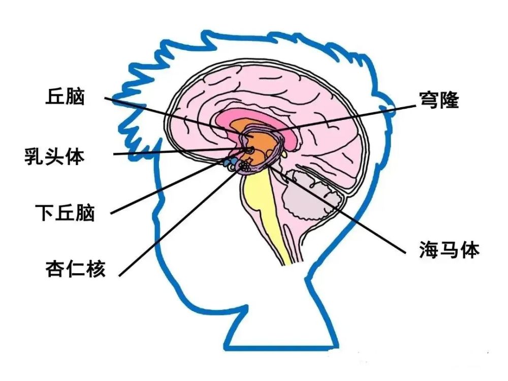 顳頂聯合區(行為及語言控制區)存在發育異常,同樣還伴有海馬體,杏仁核