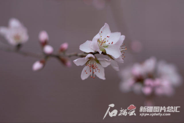 新疆，送你满屏“花海”_腾讯新闻