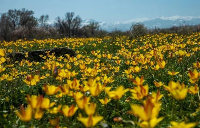 4月,在察布查尔锡伯自治县坎乡野杏沟,野生郁金香竞相盛开.
